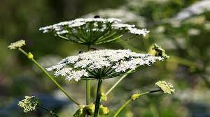 Whether you have a window box or a large estate. Plants That Can Cause A Rash Everyday Health