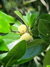 Image result for Achariaceae