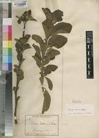 Image result for Turraea robusta