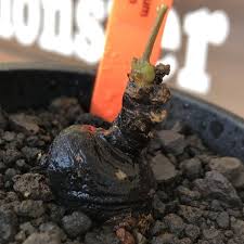 Image result for Monadenium discoideum