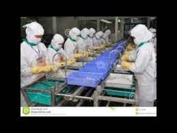 Sebelum lamar kerjabiar gak gagal paham penjelasan kerja di pabrik bpu milenium. Shrimp Processing Industri Pengolahan Udang Kontraktor Bangun Pabrik Makanan Udang Ikan Youtube