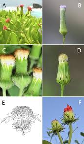 Image result for Emilia decipiens