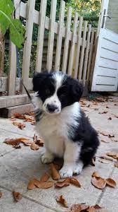 Border Collie Puppy Joey 7 Weeks Collie Puppies Puppies Collie Dog
