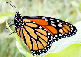 Find & download free graphic resources for monarch butterfly. Https Www Lockhaven Com News Outdoors 2020 05 Creating A Haven For Monarch Butterflies