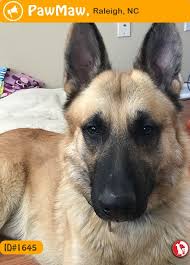 German shepherd puppies for sale, there are 3 beautiful girls and 4 lovely boys all can been seen with mum and dad. Let Your Nearby People Know This Pet Was Found On 12 16 2018 In Cobble Creek Lane Raleigh Nc Usa Blonde German Shepherd Dogs Pets