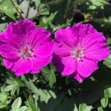 Image result for Geranium sanguineum Max Frei
