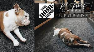 Pet owners looking for new carpet have two main priorities: Making The Switch Petproof Carpet With Home Depot Youtube