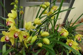 Image result for cymbidium orchids yellow photos