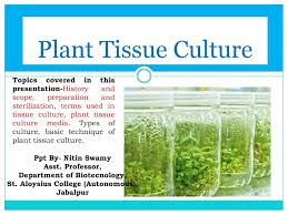 Such callus tissue also retains the capacity to regenerate the plantlets through organogenesis and. Plant Tissue Culture Topics Covered In This Presentation History And Scope Preparation And Sterilization Terms Used In Tissue Culture Plant Tissue Culture Ppt Video Online Download