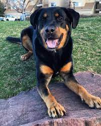 We need to rehome our rottweiler mix puppies. Rottweiler Lab Mix Facts