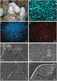 Characteristic invertebrates at the loki's castle vent field. Frontiers Novel Barite Chimneys At The Loki S Castle Vent Field Shed Light On Key Factors Shaping Microbial Communities And Functions In Hydrothermal Systems Microbiology
