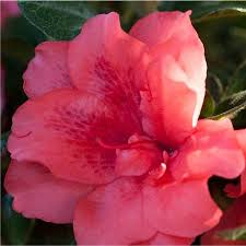 With so many different colors (from reds to purples to pinks, whites, and even bicolor blooms) to choose from you are sure to find just what you are looking for in a. Encore Azalea Outdoor Live Salmon Autumn Princess Flowering Bush 1 Gal Walmart Com Shade Garden Plants Flower Garden Azaleas