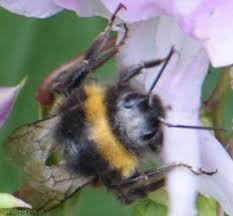 Image result for Bombus soroeensis