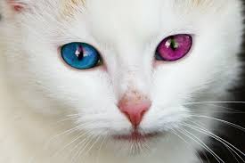 Scroll down to see who's available for adoption. Adopting A Fluffy White Kitten Maybe Recycled Sundays Bonnie Ferrante Books And More For Children