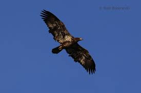 Bald Eagle — Beach Birding