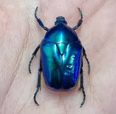 Image result for Kotschya speciosa