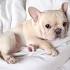Cream French Bulldogs - The French Bulldog