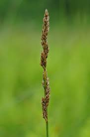 Image result for Costularia natalensis