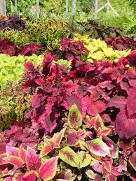 Image result for Coleus tetragonus