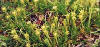 Image result for Priva curtisiae