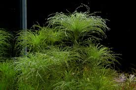 Image result for Eriocaulon setaceum