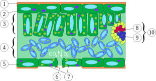 Guard cells are adapted to their function by allowing. English Leaf Anatomy Legend 1 Cuticle 2 Upper Epidermis 3 Palisade Mesophyll 4 Spongy Mesophyll 5 Lower Epide Vascular Plant Plant Structure Cell Model