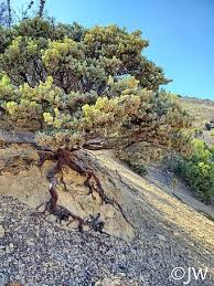 Image result for Heterotis canescens