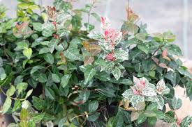 Image result for Jasminum meyeri-johannis