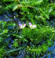 Image result for Mayaca