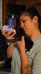 Wanted to show you the little man we found under our house in the snow just  days old, mom wouldn't care for him. His siblings passed and we took him in  and bottled him and loved him. We stayed home ...