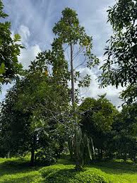 Image result for Trilepisium madagascariense