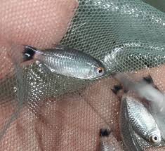 Image result for Tetracera masuiana