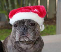 Merry Christmas French Bulldog In Santa Hat Merry Christmas In French French Bulldog Puppy Love