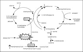 Image result for Homocystinuria