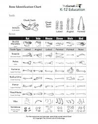 bone identification k 12 education free download k 12