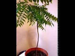 Curry leaf plant is frost tender but it can be grown indoors. How To Take Care Of Your Curry Leaf Plant Youtube