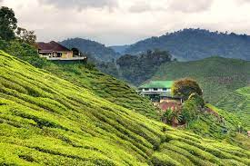 Cactus valley , cameron highland | malaysia. Tripadvisor Ganztagige Naturtour Im Cameron Highlands Zur Verfugung Gestellt Von Gp Global Travel Tours Sdn Bhd Pahang