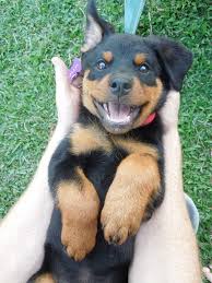 Try To Make It Through This Post Without Smiling Kopek Ler Rottweiler Hayvanlar Ve Komik Hayvanlar
