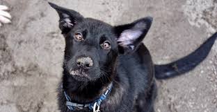 Subscribe to seattle pup magazine (it's free!) @2020 seattle pup magazine is published by brindle press llc, cir. Adopt Dog Gone Seattle