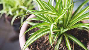 La spatifillo, o spathiphyllum, è una pianta sempreverde di originale tropicale molto diffusa nelle nostre. 11 Piante Da Appartamento Per Purificare L Aria Di Casa Orto Botanico Di Palermo