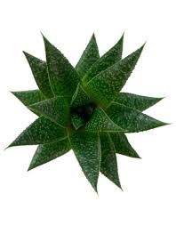 Image result for Pearsonia aristata