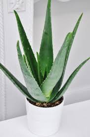 Aloe vera produkte kaufen versicherung vergleichen campingstuhl kaufen computer kaufen. Aloe Vera Sukkulenten Pflanzen Der Palmenmann