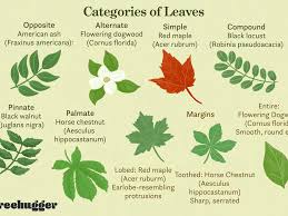 Pictorial keys and master pages. How To Identify Deciduous Trees By Their Leaves
