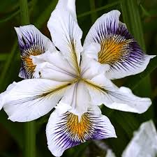 Pin On Gardening