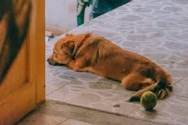 In addition to this when you comb the skin of the dog there will be black fluid material that will come out of the skin. How To Tell If Your Dog Has Fleas Common Signs Your Dog Has Fleas