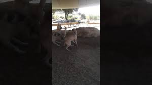 Kangal Dovusu Youtube