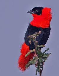 Black Bird With White Stripes On Wings And Tail South Africa Pin On Mas Pajaros 2