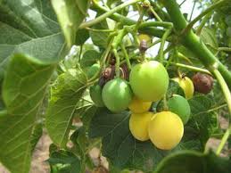 Image result for Jatropha