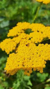 Image result for Tricliceras tanacetifolium