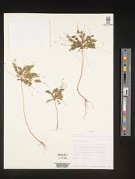 Image result for Biophytum crassipes